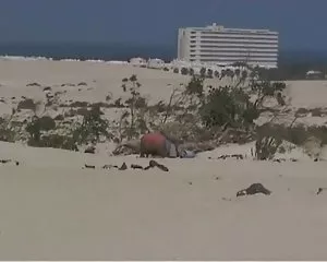 Mariels sobrina y el anciano en la playa ver sexo videos